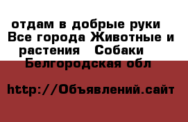 отдам в добрые руки - Все города Животные и растения » Собаки   . Белгородская обл.